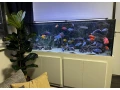 predam-komplet-akvarium-680l-small-2