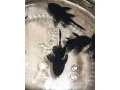 pleco-l213-small-0