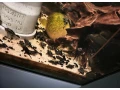 pleco-l213-small-3