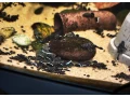 pleco-l213-small-2