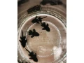 pleco-l213-small-1