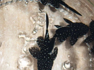 pleco-l213