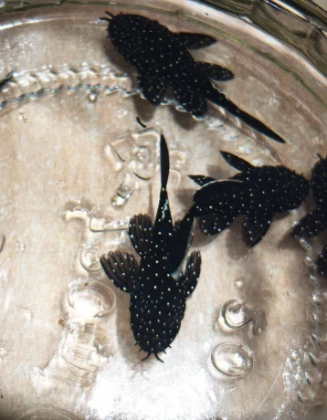 pleco-l213-big-0