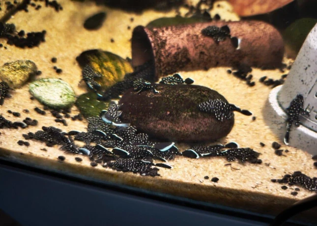 pleco-l213-big-2
