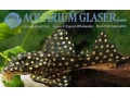 l201-hypancistrus-contradens-big-spots-small-0