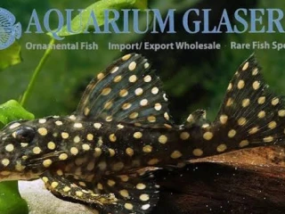 l201-hypancistrus-contradens-big-spots