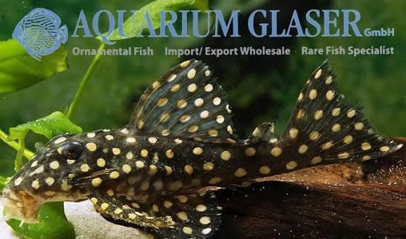 l201-hypancistrus-contradens-big-spots-big-0