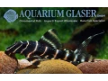 l204-panaqolus-albivermis-small-0