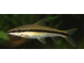 mrenka-siamska-small-0