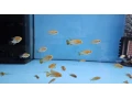 apistogramma-macmasteri-small-0