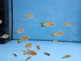 apistogramma-macmasteri