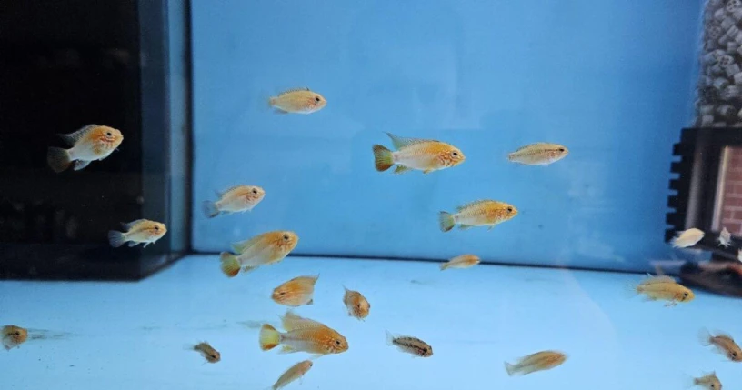 apistogramma-macmasteri-big-0