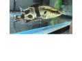 siniperca-chuatsi-small-0