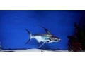 pangasius-sanitwongsei-sladkovodny-zralok-8cm-small-0