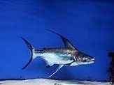 pangasius-sanitwongsei-sladkovodny-zralok-8cm