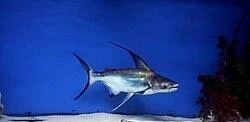 pangasius-sanitwongsei-sladkovodny-zralok-8cm-big-0