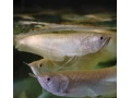 arowana-albino-osteoglossum-bicirrhosum-15cm-small-0