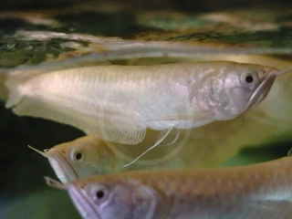 arowana-albino-osteoglossum-bicirrhosum-15cm