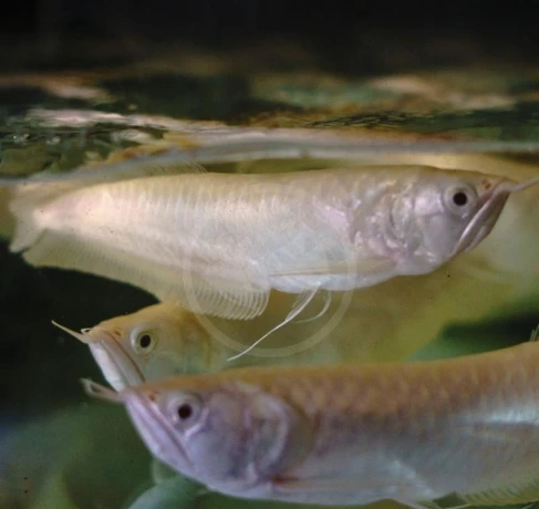 arowana-albino-osteoglossum-bicirrhosum-15cm-big-0