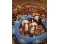 morske-prasiatka-small-1