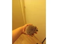 samicka-jezka-bielobrucheho-small-3