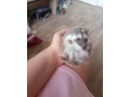 samicka-jezka-bielobrucheho-small-1