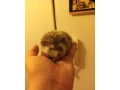 samicka-jezka-bielobrucheho-small-2