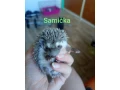 samicka-jezka-bielobrucheho-small-0