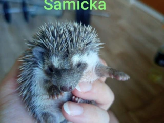 samicka-jezka-bielobrucheho