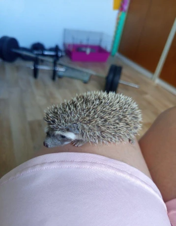 samicka-jezka-bielobrucheho-big-4