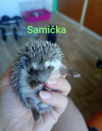 samicka-jezka-bielobrucheho-big-0