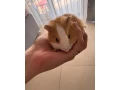 morciatko-small-2