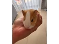 morciatko-small-1