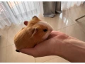 morciatko-small-0