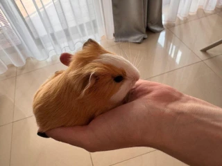 morciatko