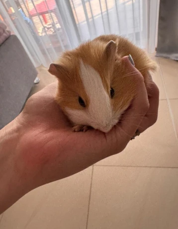 morciatko-big-2