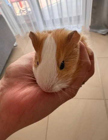 morciatko-big-1