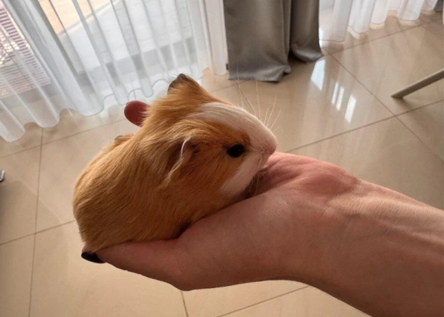 morciatko-big-0