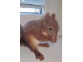vevericka-obycajna-small-0