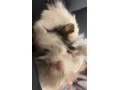 morske-prasiatka-small-1