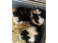 zakrsle-zajaciky-small-0