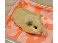 morske-prasiatka-small-1