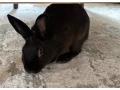 zakrsly-kralik-small-0