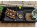 zakrsly-kralik-small-1
