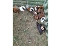 mlade-morcata-small-2