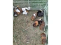 mlade-morcata-small-3