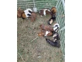 mlade-morcata-small-1