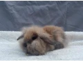 zakrsly-kralik-zajacik-barancek-minilop-levik-teddy-small-2