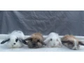 zakrsly-kralik-zajacik-barancek-minilop-levik-teddy-small-0