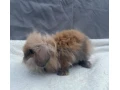 zakrsly-kralik-zajacik-barancek-minilop-levik-teddy-small-1